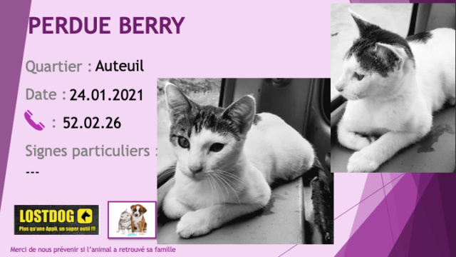 blanche - PERDUE BERRY chaton de 5 mois blanche et tigrée à Auteuil le 24/01/2021 Perd1310
