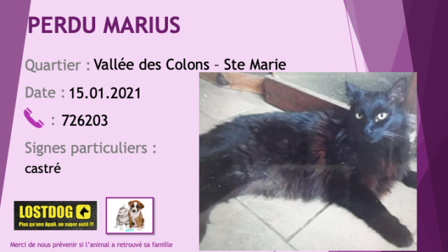PERDU MARIUS chat noir poils longs castré secteur Sainte Marie Vallée des Colons le 15/01/2021 Perd1319