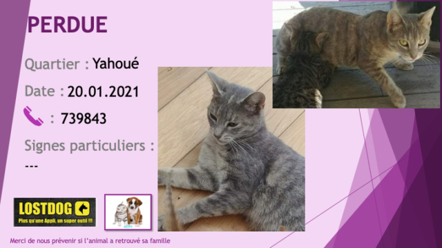 chatte - PERDUE chatte tigrée grise à Yahoué le 20/01/2021 Perd1328
