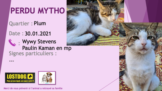 PERDU MYTHO chat tigré gris beige et blanc à Plum le 30/01/2021 Perd1330