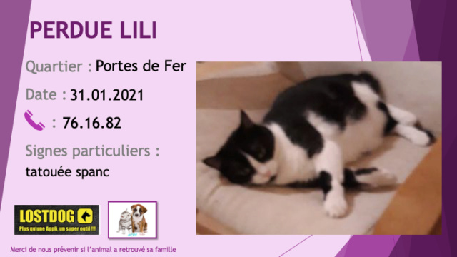 blanche - PERDUE LILI 8 ans chatte noire et blanche tatouée Spanc rue Verlaine Portes de Fer le 31/01/2021  Perd1331