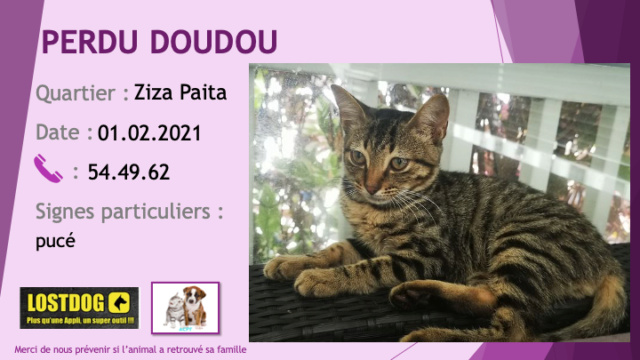 PERDU DOUDOU chaton de 3mois et demi tigré beige noir pucé à la Ziza Paita le 01.02.2021 Perd1333