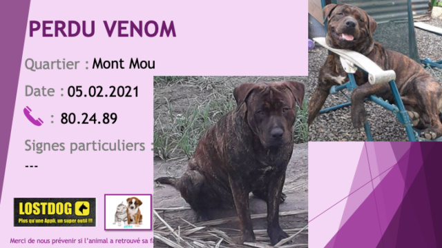 PERDU VENOM croisé pitbull rottweiler bringé au Mont Mou Paita le 05/02/2021 Perd1346