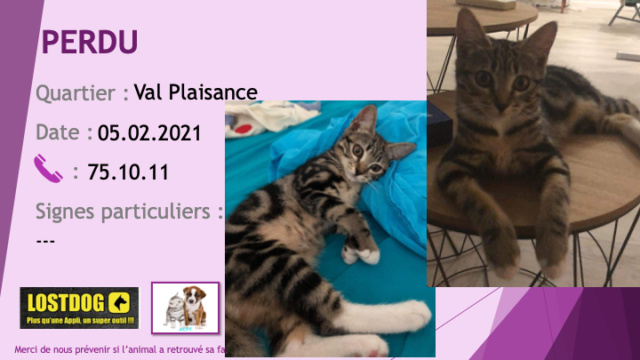 PERDU chaton de 6 mois tigré beige et noir à Val Plaisance le 05.02.2021 Perd1348
