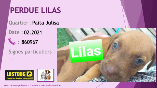 marron - PERDUE LILAS chiot femelle de 2 mois fauve (marron clair) à Julisa Paita février 2021 Perd1360