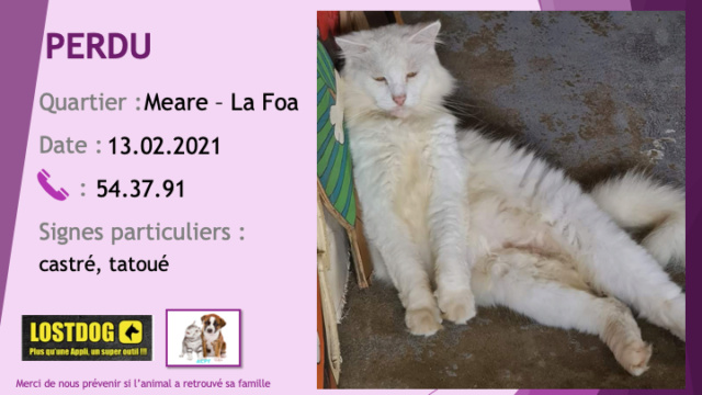 PERDU chat blanc poils longs collier vert castré, tatoué à Méare La Foa le 13/02/2021 Perd1376
