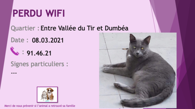 PERDU WIFI chat gris souris (type chartreux) pucé entre la Vallée du Tir et Dumbéa le 08/03/2021 Perd1419