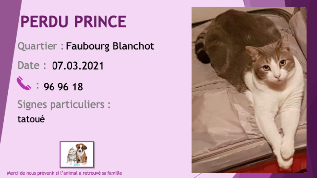 PERDU PRINCE chat gris et blanc tatoué au Faubourg Blanchot le 07/03/2021 Perd1420
