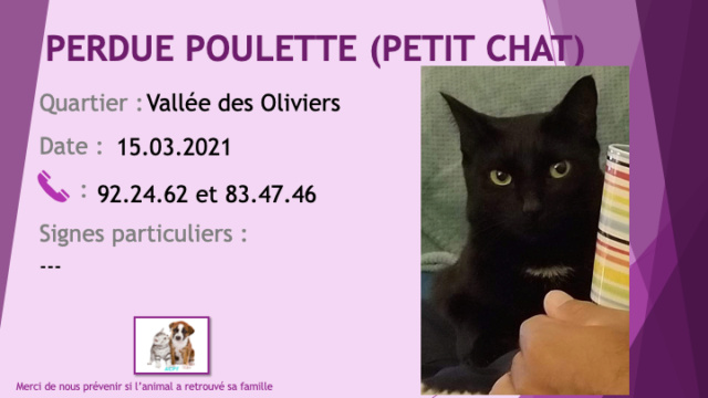 PERDUE POULETTE ou PETIT CHAT chatte noire tache blanche poitrail à la Vallée des Oliviers le 15/03/2021 Perd1432