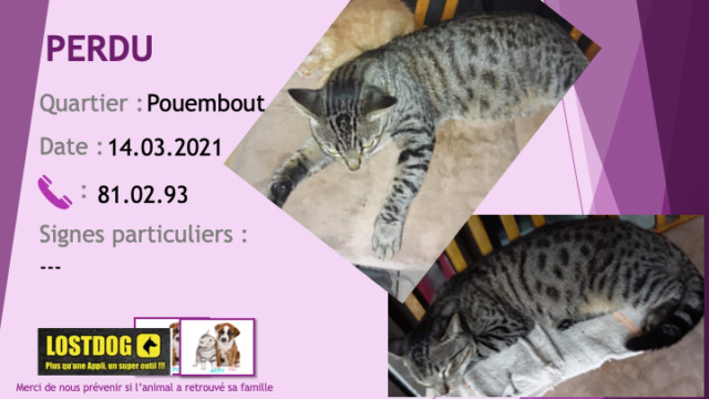 PERDU chat tigré beige et noir à Pouembout le 14/03/2021 Perd1437