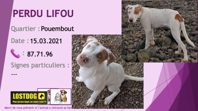 pitbull - PERDU LIFOU jeune croisé pitbull blanc avec taches fauves à Pouembout le 15/03/2021 Perd1438