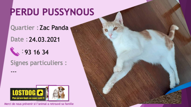 PERDU PUSSYNOUS chat blanc avec taches roux tigré à Zac Panda le 24/03/2021 Perd1451