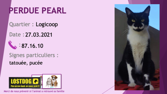 chatte - PERDUE PEARL chatte noire et blanche tatouée, pucée à Logicoop le 27/03/2021 Perd1464