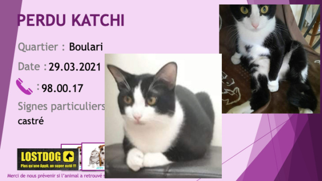 PERDU KATCHY chat noir et blanc castré à Boulari le 29/03/2021 Perd1466