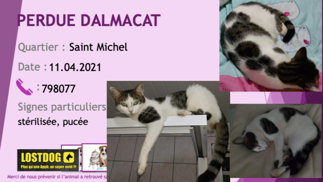 chatte - PERDUE DALMACAT chatte blanche avec taches tigrées beiges et noires stérilisée pucée à Saint Michel Mont Dore le 11/04/2021 Perd1495