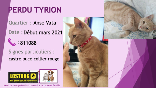 PERDU TYRION chat tigré roux pucé castré, collier rouge à l'Anse Vata début mars 2021 Perd1499