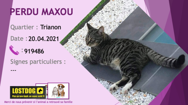 PERDU MAXOU chat tigré chaussettes blanches au Trianon le 20/04/2021 Perd1516