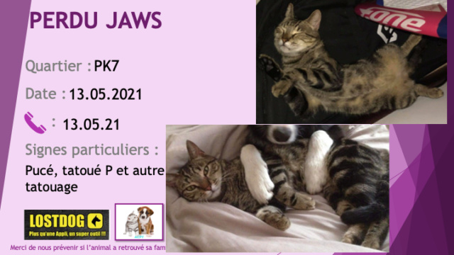 PERDU JAWS chat tigré beige et noir pucé, tatoué P et autre tatouage dans l'autre oreille au PK7 le 13/05/2021 Perd1557