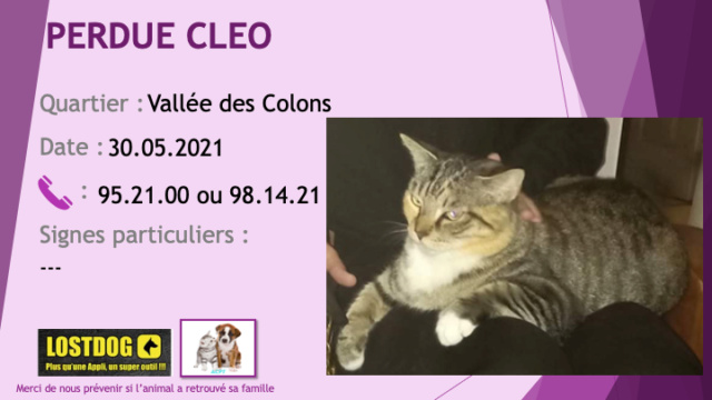 chatte - PERDUE CLEO chatte tigrée beige noire avec un peu de roux et du blanc sous le ventre et sous le cou à la Vallée des Colons le 30/05/2021 Perd1590