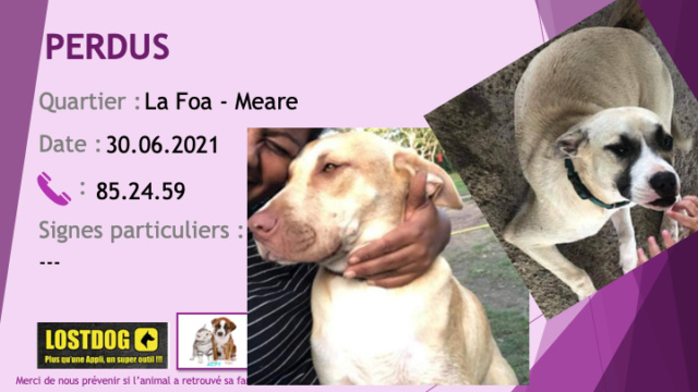 PERDU type labrador couleur sable et chien beige clair type berger bout de nez blanc bordé de noir à La Foa Méaré le 30/06/2021 Perd1626