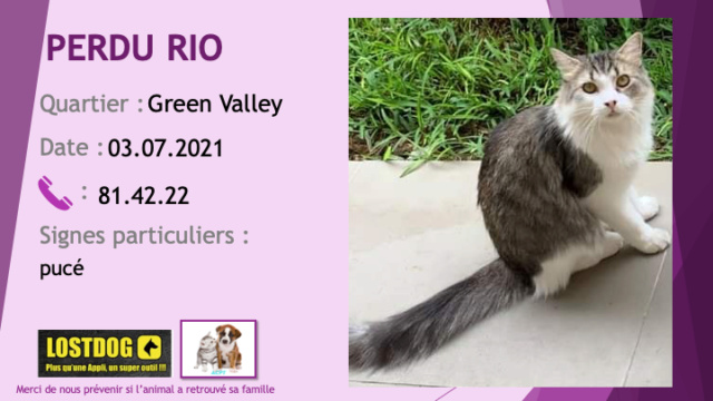 PERDU RIO chat tigré gris et blanc poils longs pucé à Green Valley le 03/07/2021 Perd1627