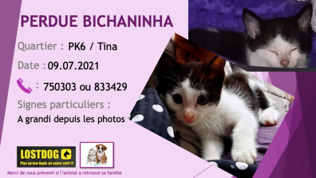 PERDUE BICHANINHA chaton de 6 mois blanche et noire au PK6 / Tina le 09/07/2021 Perd1650
