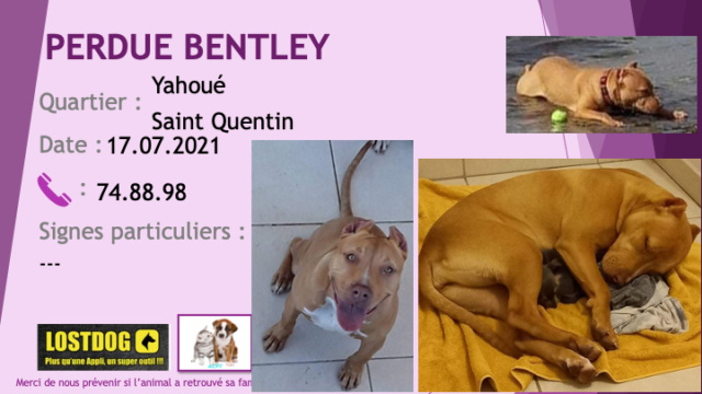 pitbull - PERDUE BENTLEY pitbull beige (fauve) tache poitrail et petite liste blanches oreilles coupées à Yahoué Saint Quentin le 17/07/2021 Perd1654