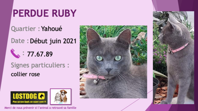 chatte - PERDUE RUBY chatte type chartreux grise souris collier rose  à Yahoué début juin 2021 Perd1660