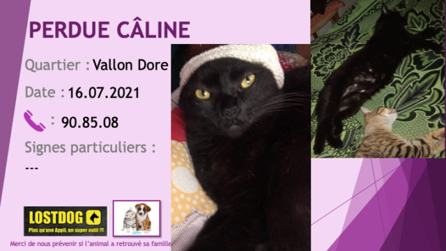 dore - PERDUE CÂLINE chatte noire manque de poils sur les pattes arrières au Vallon Dore le 16/07/2021 Perd1663