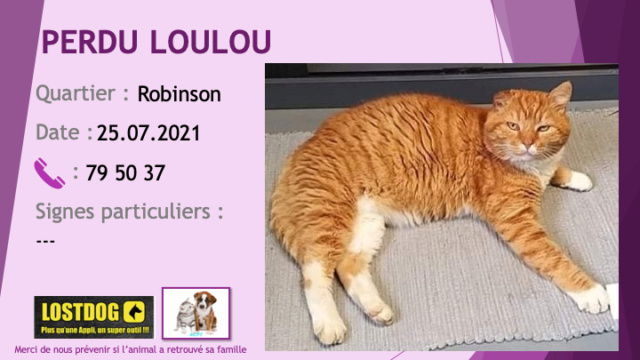 PERDU LOULOU chat tigré roux chaussettes ventre poitrail et sous le cou blancs oreille droite cassée à Robinson le 25/07/2021 Perd1683