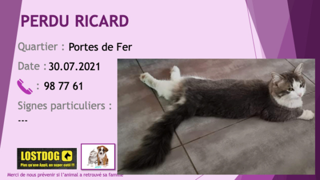 PERDU RICARD chat gris foncé et blanc poils mi-longs castré, pucé, aux Portes de Fer le 30/07/2021 Perd1697