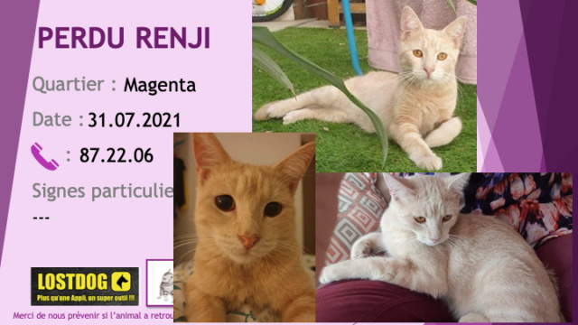PERDU RENJI chat couleur sable castré pucé et tatoué 289ULH à Magenta le 31/07/2021 Perd1698