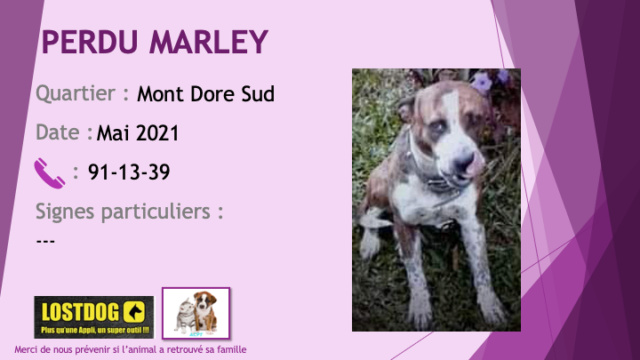 PERDU MARLEY croisé pitbull bringé et blanc au Mont Dore Sud en mai 2021 Perd1745