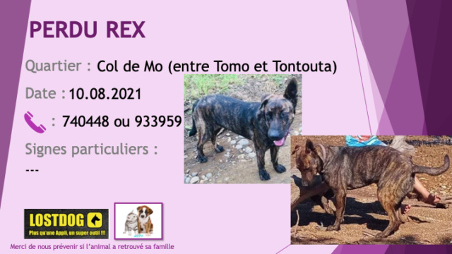 tontouta - PERDU REX chien bringé oreilles gauche droite oreille droite cassée col de Mo (entre Tontouta et Tomo) le 10/08/2021 Perd1747