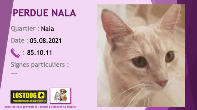 chatte - PERDUE NALA chatte tigrée sable stérilisée pucée à Naia Paita le 05/08/2021 Perd1751