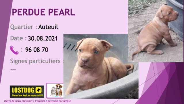marron - PERDUE PEARL chiot pitbull marron à Auteuil le 30/08/2021 Perd1778