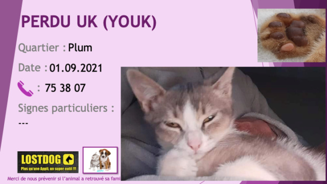 PERDU UK (YOUK) chaton gris et blanc de 4 mois à Plum  Perd1783
