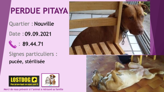 PERDUE PITAYA pitbull marron oreilles non coupées stérilisée pucée à Nouville le 09/09/2021 Perd1800