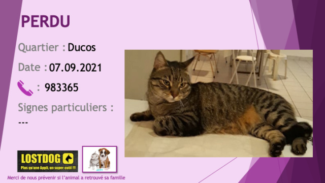 PERDU chat tigré beige et noir à Ducos le 07/09/2021 Perd1803