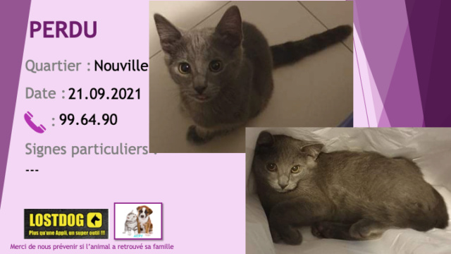 PERDU chaton de 3 à 4 mois gris chartreux (souris) très légèrement tigré à Nouville le 21/09/2021 Perd1824