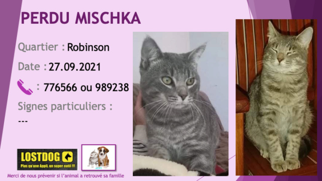 chatte - PERDU MISCHKA chatte tigrée grise à Robinson le 27/09/2021 Perd1845
