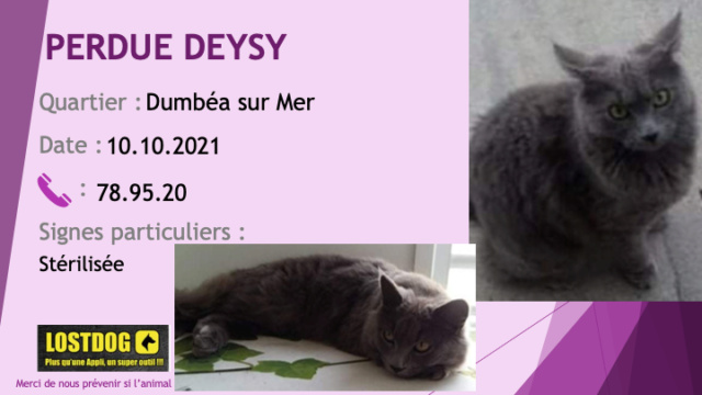 PERDUE DEYSY chatte type chartreux (gris souris) poils mi longs stérilisée à Dumbéa sur Mer le 10/10/2021 Perd1864