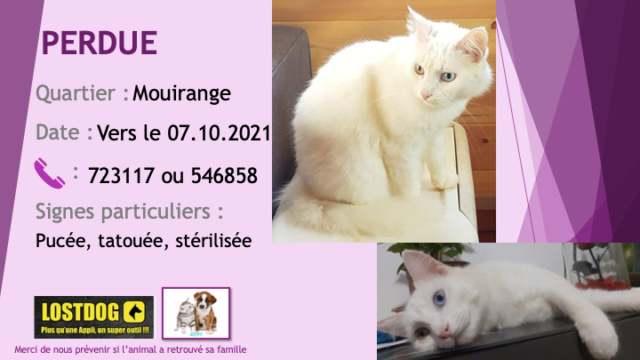 PERDUE chatte blanche yeux vairons gauche bleu droite noisette stérilisée tatouée pucée à Mouirange le 07/10/2021 Perd1879