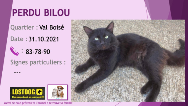 PERDU BILOU chat noir poils longs à Val Boisé Paita le 31/10/2021 Perd1917