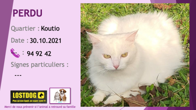 PERDU chat blanc poils longs à Koutio le 30/10/2021 Perd1920
