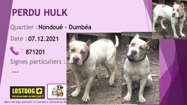 PERDU HULK pitbull blanc avec quelques taches beiges oreilles coupées à Nondoué Dumbéa le 07/12/2021 Perd1979