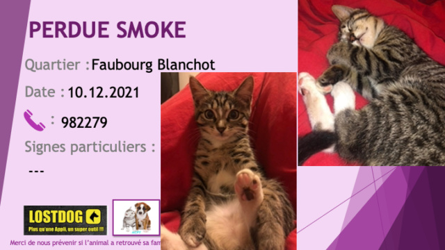 PERDUE SMOKE chaton femelle tigrée beige noir chaussettes, sous le cou parties de ventre blancs au Faubourg Blanchot le 10/12/2021 Perd1994