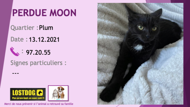 chatte - PERDUE MOON chatte noire tache blanche poitrail à Plum le 13/12/2021 Perd2000