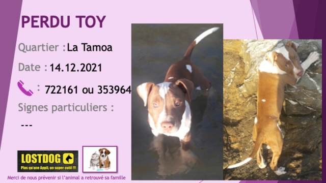 pitbull - PERDU TOY chiot pitbull de 6 mois à dominance fauve (marron clair) avec du blanc, chaussettes, poitrail tour de cou bout de queue  à La Tamoa le 14/12/2021 Perd2001