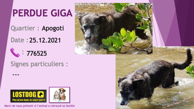 PERDUE GIGA chienne type berger noire grisonnante car âgée à Apogoti dumbéa sur mer le 25/12/2021 Perd2047